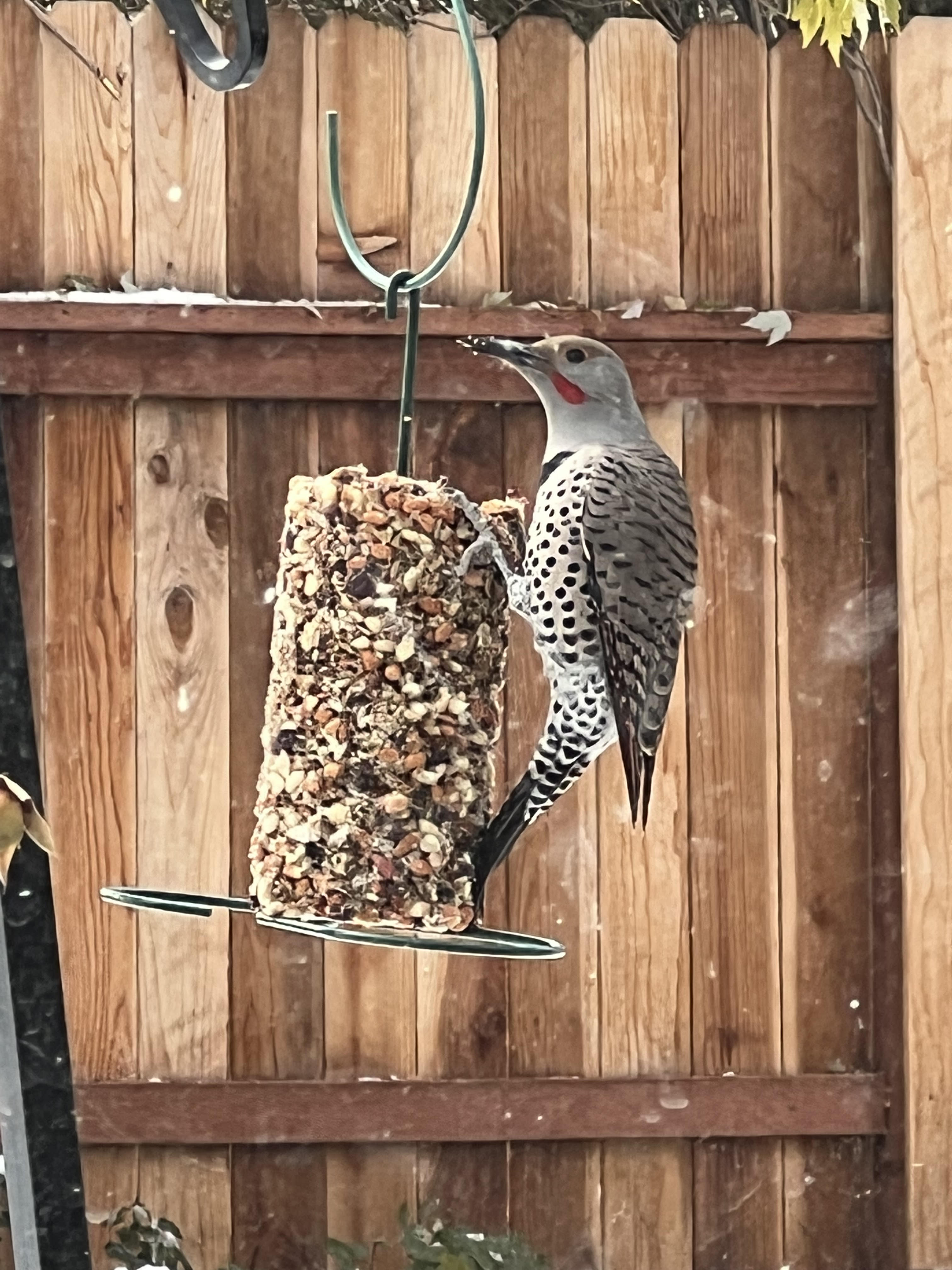 Northern Flicker
