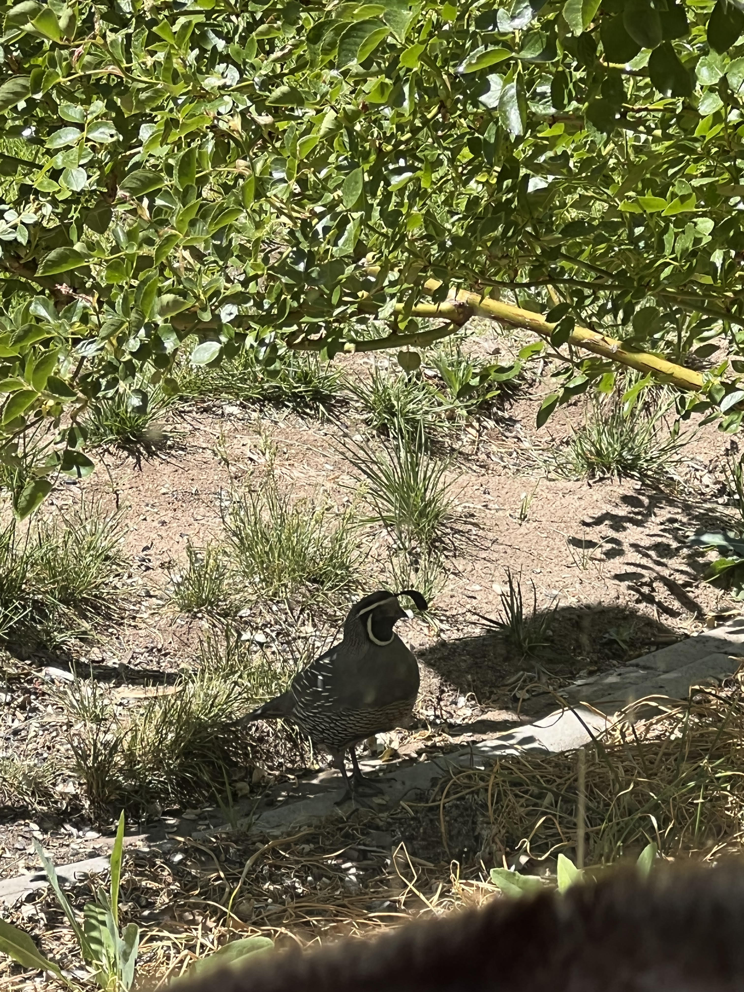 California Quail